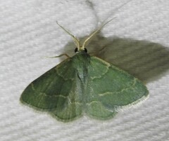 Chlorochlamys phyllinaria