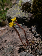 Petrosedum forsterianum