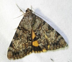 Catocala desdemona