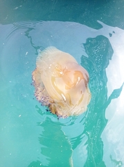 Cotylorhiza tuberculata