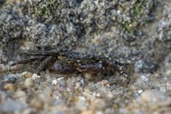 Pachygrapsus marmoratus