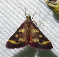 Pyrausta tyralis
