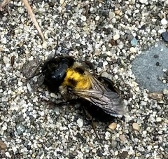 Megachilidae