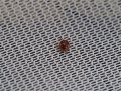 Anischys luteovarius