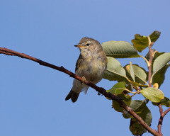 Phylloscopus trochilus