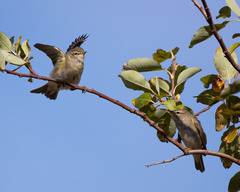 Phylloscopus trochilus
