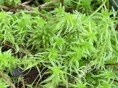 Sphagnum angermanicum