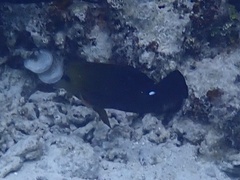 Zebrasoma scopas