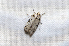 Philobota transversella