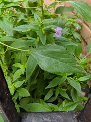 Mimulus ringens