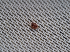 Anischys luteovarius