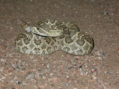 Crotalus scutulatus