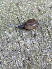 Oxychilus draparnaudi