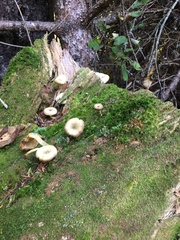 Tricholomopsis decora