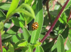 Harmonia conformis