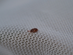 Anischys luteovarius