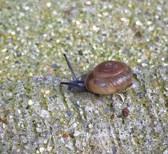 Oxychilus draparnaudi