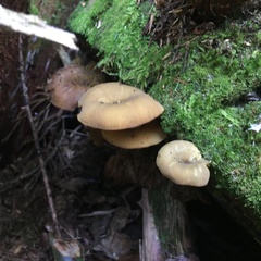 Tricholomopsis decora