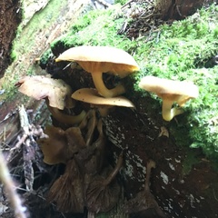 Tricholomopsis decora