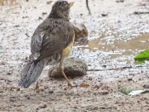 African Thrush