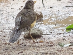 Turdus pelios