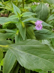 Mimulus ringens