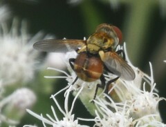 Gymnoclytia
