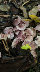 Mycena pura