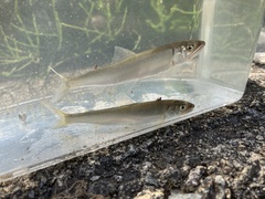 Plecoglossus altivelis