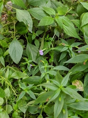 Mimulus ringens