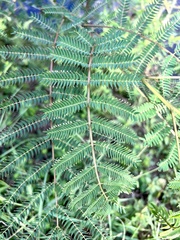 Mimosoideae