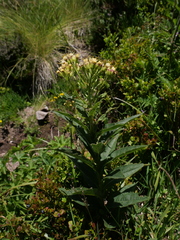 Senecio cacaliaster