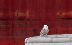 Bubo scandiacus
