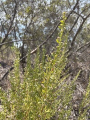 Baccharis pilularis