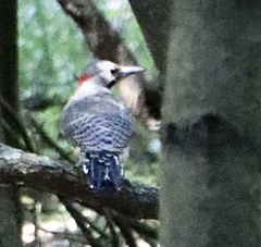 Colaptes auratus luteus