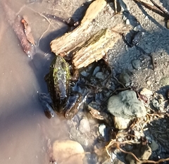 Lithobates septentrionalis
