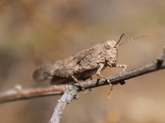 Lactista gibbosus
