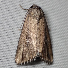 Condica temecula