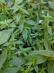 Mimulus ringens
