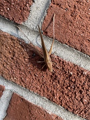 Neoconocephalus triops