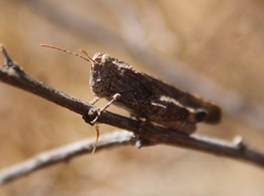 Lactista gibbosus