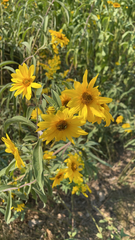 Helianthus maximiliani