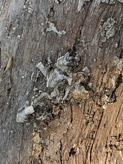 Steccherinum ochraceum