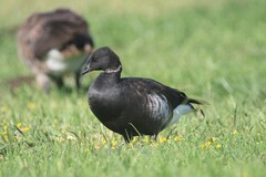 Branta bernicla