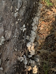 Steccherinum ochraceum