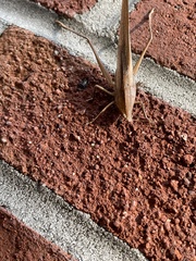 Neoconocephalus triops