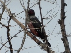 Melanerpes lewis