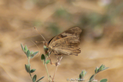 Junonia