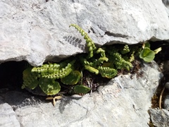 Asplenium viride