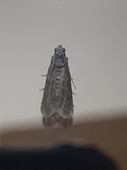Ectomyelois ceratoniae